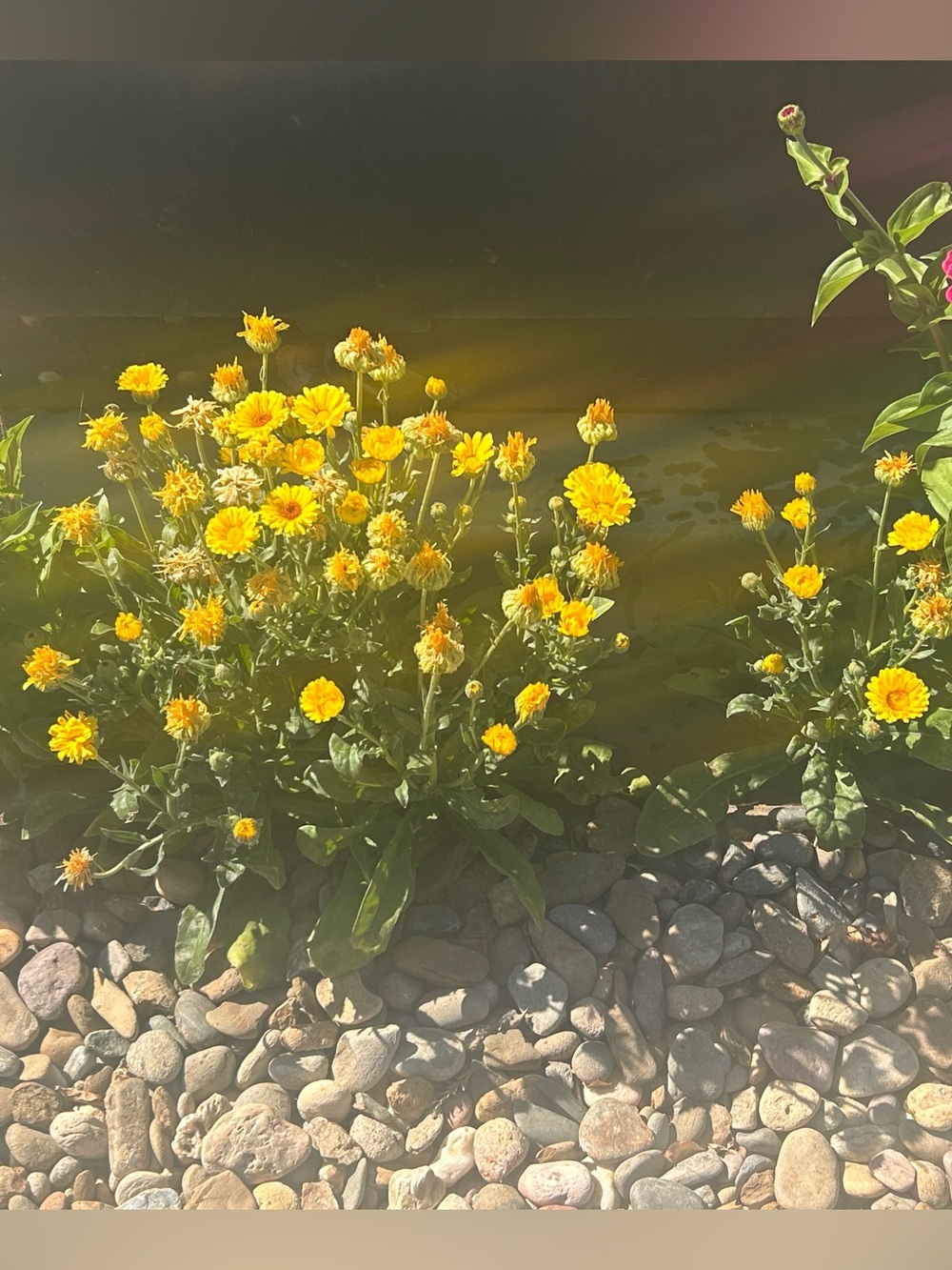 Calendulas flower seeds - Picture 1 of 3